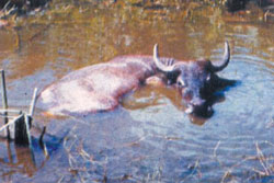 Water buffalos