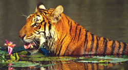 Asia's tiger economy