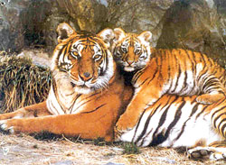 Cat conservation
