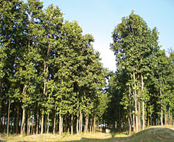 Seeing neither forests nor trees