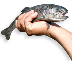 Fishy business