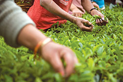 Ilam tea goes green