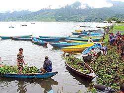 Pokhara’s hyacinth-busters