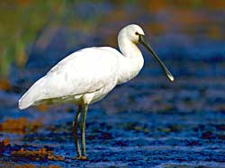 Birds of passage