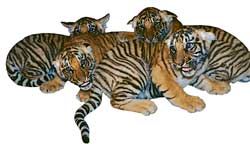 Cute cats