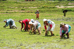 Cash crops