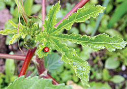 Organic growth