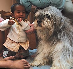 Doctor dogs