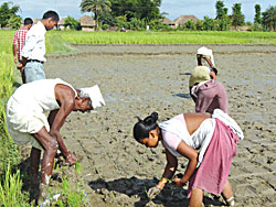 Growing much more rice