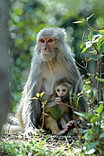 Monkey business