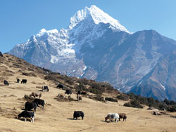 A federal eco-system
