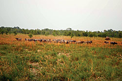 Where the buffalos used to roam