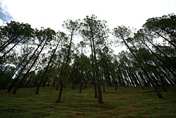 Earning greenbacks by greening Nepal