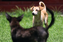 K9-Friendly