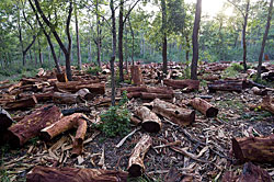 Illegal logging