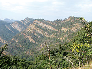 Bardiya boom
