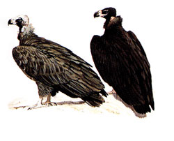 Vultures disappear