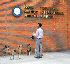 Going to the dogs