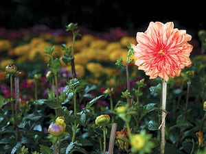 Flower power