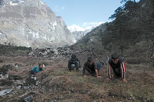 Robbing Karnali