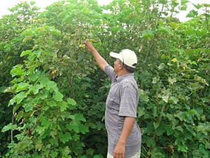 Farming diesel