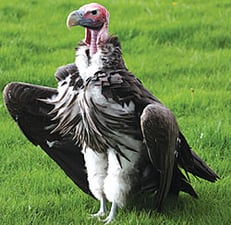 Celebrate vultures