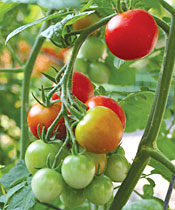 Red tomatoes