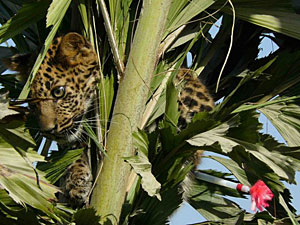 Nepal's year of the leopard