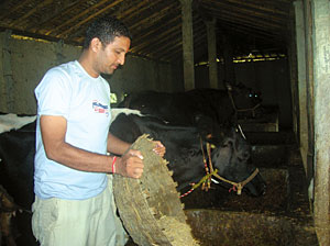 The cow herder