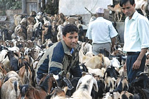 Missing goats
