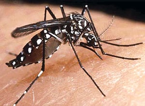 Dengue ke ho?