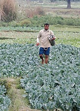 Banned pesticides
