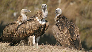 Saving vultures