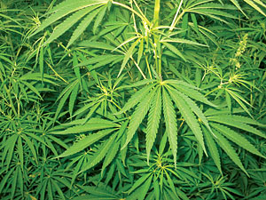 Medical marijuana