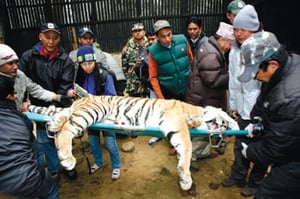 Cross-country tiger
