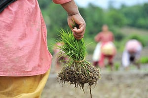 Nepal can feed itself