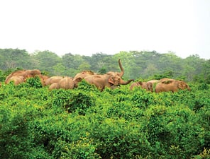 The Tarai's tusker terror