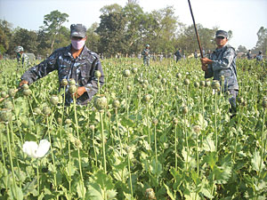From poppies to paddy