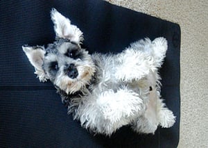 Auto-yogi