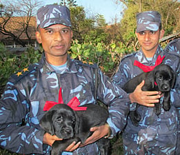 K-9 Unit