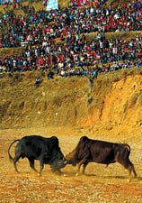 Locked horns