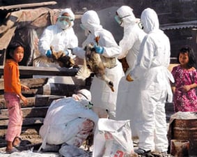 Bird flu scare