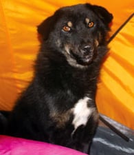 A trekker's best friend
