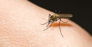 Dengue fever
