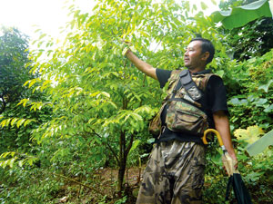Cash grows on trees, himalkhabar.com