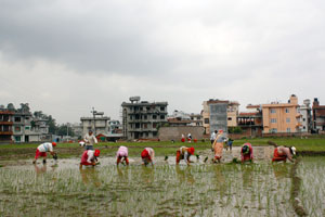 Agriculture in an urban culture