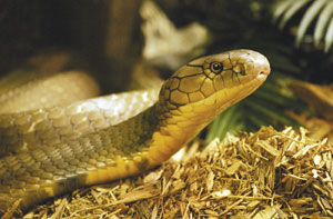 Snake bite