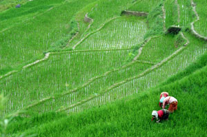 Small farm's large benefits
