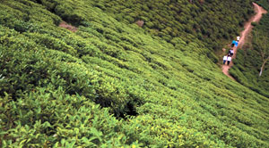 Green Ilam gets greener