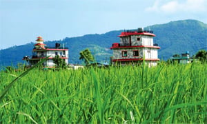 Pokhara tries to save its famous paddy